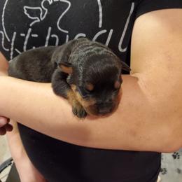 Rottweiler Puppies from Winter's Fate Kennels