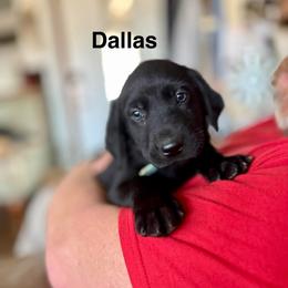 Dallas- Light- blue - Black male Labrador Retriever puppy in Moore, Oklahoma from Okiehuntinboyz Labrador Retrievers