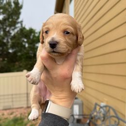 Purple - Cream female Dachshund puppy in Colorado Springs, Colorado from Sarah’s Dachshies