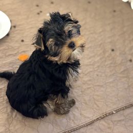 Leo - Blue and gold male Yorkshire Terrier puppy in Portland, Oregon from Bohemian Beauty Yorkshire Terrier