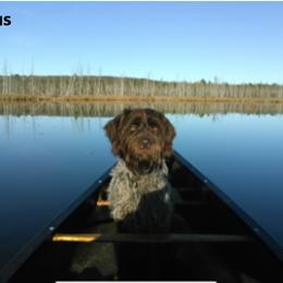 Goldendoodle and Wirehaired Pointing Griffon All Grown Up from Ole Poor Farm