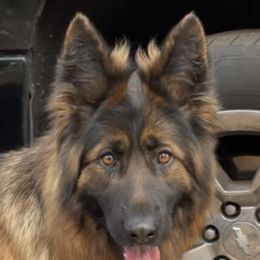 Heidi - German Shepherd