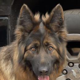 Heidi - German Shepherd