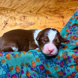 Zoey (teal) - Red tri-color female Aussiedoodle puppy in Watertown, Wisconsin from Little Bear Paws Aussiedoodles