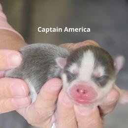 Captain America - Blue male Pomsky puppy in Fredericksburg, Virginia from Purely Pomskies
