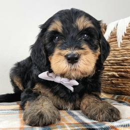 Aurelia - Phantom female Bernedoodle puppy in Temecula, California from Oodles O'Doodles