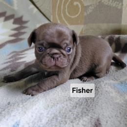 Fisher - Cream male Pug puppy in Hartsville, South Carolina from PearlsPlayhousePugs
