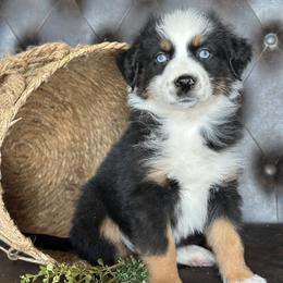 Preston- Has Tail and Video - Black tri-color male Australian Shepherd puppy in Callison, South Carolina from Australian Shepherds of C4 and 3/W Farms