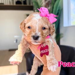 Princess Peach - Red female Bernedoodle puppy in West Haven, Utah from Split Mountain Doodles