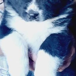 Australian Shepherds from Dellaganna Ranch