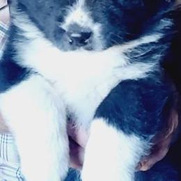 Australian Shepherds from Dellaganna Ranch