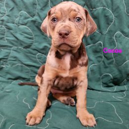 Catahoula Leopard Dog Puppies from OpenGate Catahoulas
