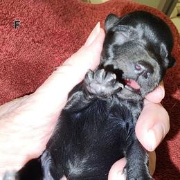 Sweet Pup's Fudgsicle - Black female Miniature Schnauzer puppy in North Zulch, Texas from Sweet Pup Schnauzers