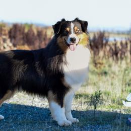 Phantom - Australian Shepherd