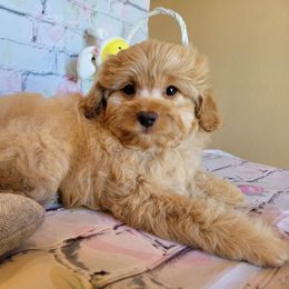 Aussiedoodle, Cavapoo, and Poodle Puppies from Perkins Pups