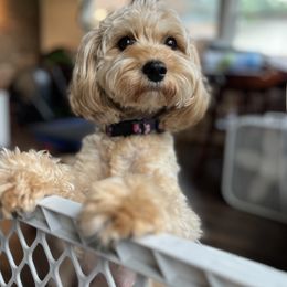 Luna - Cavapoo