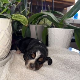 Lord Voldemort - Black white and brown male Basset Hound puppy in Leroy, Michigan from Iron Sentry Farms