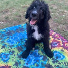 Bernedoodle Puppies from Doggy Darlins