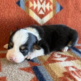 Black Tri Female 2 - Black and tan female American Corgi puppy in Okeechobee, Florida from HotShot Kennels
