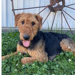 Sheila - Airedale Terrier