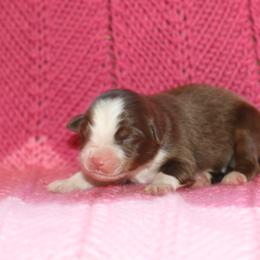 Aubree - Red tri-color female Miniature American Shepherd puppy in Tiskilwa, Illinois from First Harmony Farms