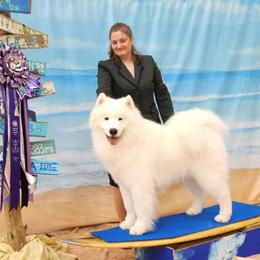 Farley - Samoyed