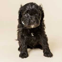 Jackson - Black male Cavapoo puppy in New River, Arizona from Catella Cavaliers and Cavapoos