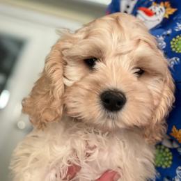 Eevee boy 1 - Buff male Cockapoo puppy in Haines City, Florida from Camic Cockapoos