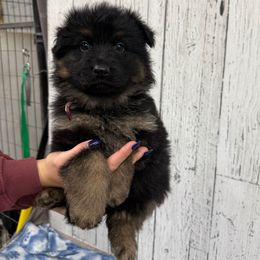 Trixie peach - Black and red female German Shepherd puppy in Herrick, South Dakota from Dakota Shepherds Kennels