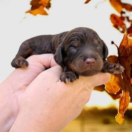 Nutmeg - Chocolate male Cavapoo puppy in Coshocton, Ohio from Forever Family Puppies