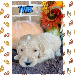Twix - Cream male Goldendoodle puppy in Caddo Mills, Texas from Fire Wife Doodles