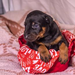 Peanut - Black and rust female Doberman Pinscher puppy in Shelby, North Carolina from IronBee Dobermans