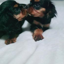 Honey - Black and tan male Cavalier King Charles Spaniel puppy in Springfield, Missouri from Caney Mountain Cavaliers LLC