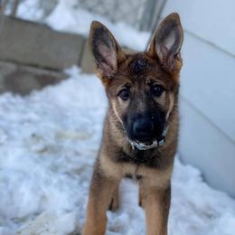 German Shepherd Puppies from TJ’s South Bench German Shepherds
