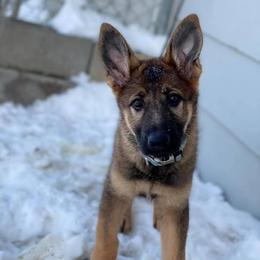 German Shepherd Puppies from TJ’s South Bench German Shepherds
