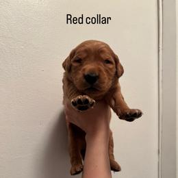 Boy 2 - Dark golden male Golden Retriever puppy in Arizona from Golden Penny AZ