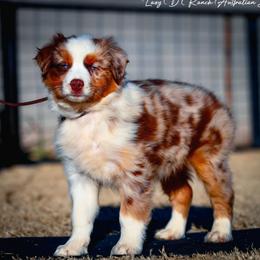 Idalia - Red merle female Australian Shepherd puppy in Pima, Arizona from Lazy D Ranch Australian Shepherds