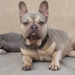 French Bulldogs from Bully Haven