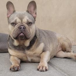 French Bulldogs from Bully Haven