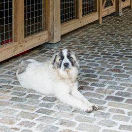 Mila - Great Pyrenees