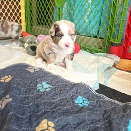 Jasper - Red merle male Australian Shepherd puppy in Williston, Florida from Over The Rainbow Aussies