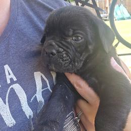 Orange - Black male Cane Corso puppy in Granbury, Texas from La Muerte Corso Kennel