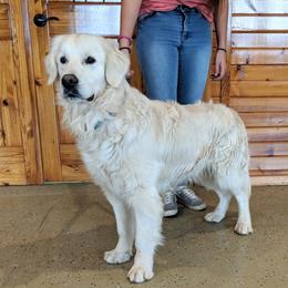 Leo - Golden Retriever