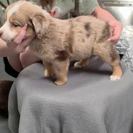 Dally - Red merle female Miniature American Shepherd puppy in Leonard, Texas from Tin Roof Aussies