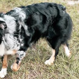 Moki  - Australian Shepherd