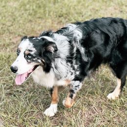 Moki  - Australian Shepherd