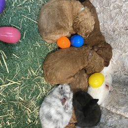 Goldendoodle Puppies from Golden Light Doodles