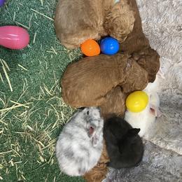 Goldendoodle Puppies from Golden Light Doodles