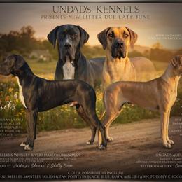 Great Dane puppies from UNDAD'S KENNELS