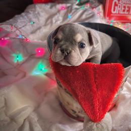 French Bulldog Puppies from Lilac City Frenchies